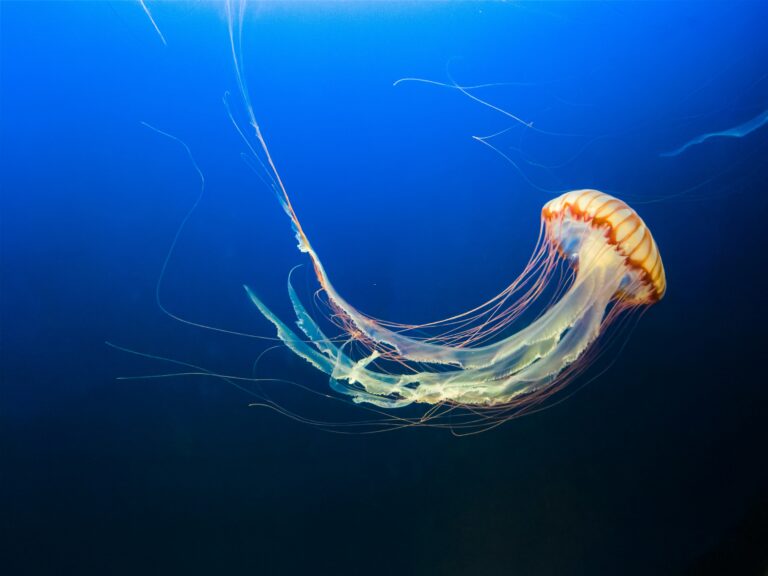 The Immortal Jellyfish: How This Tiny Creature Cheats Death
