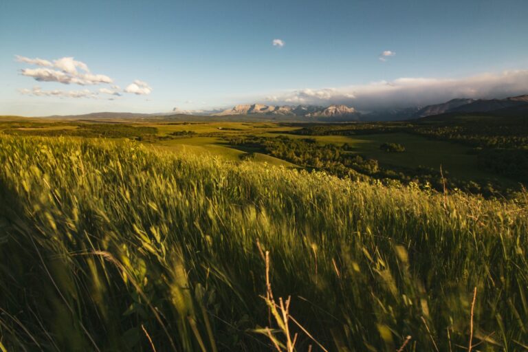 Wexit: The Scoop on Alberta Separatism